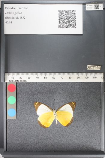 Media type: image;   Entomology 130017